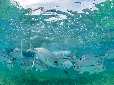 Horse-eye jacks, Caranx latus, schooling in Hol Chan Marine Preserve, inside the Mesoamerican Barrier Reef, Belize.