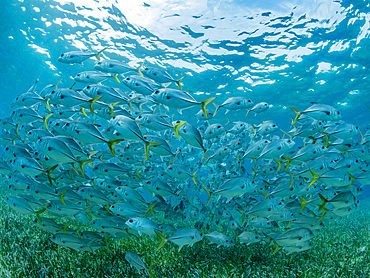 Horse-eye jacks, Caranx latus, schooling in Hol Chan Marine Preserve, inside the Mesoamerican Barrier Reef, Belize.