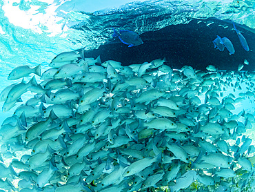 Mangrove snappers, Lutjanus griseus, schooling in Hol Chan Marine Preserve, inside the Mesoamerican Barrier Reef, Belize.