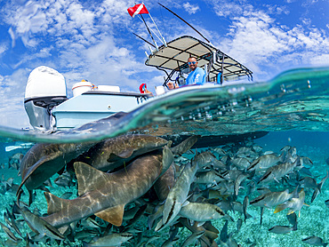 Nurse sharks, Ginglymostoma cirratum, being fed in Hol Chan Marine Preserve, inside the Mesoamerican Barrier Reef, Belize.