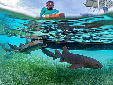 Nurse sharks, Ginglymostoma cirratum, being fed in Hol Chan Marine Preserve, inside the Mesoamerican Barrier Reef, Belize.