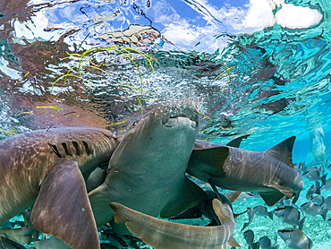 Nurse sharks, Ginglymostoma cirratum, being fed in Hol Chan Marine Preserve, inside the Mesoamerican Barrier Reef, Belize.