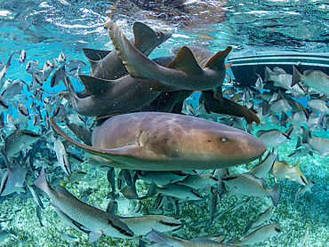 Nurse sharks, Ginglymostoma cirratum, being fed in Hol Chan Marine Preserve, inside the Mesoamerican Barrier Reef, Belize.