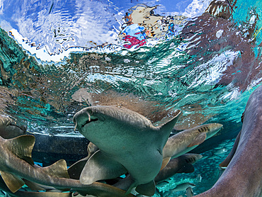 Nurse sharks, Ginglymostoma cirratum, being fed in Hol Chan Marine Preserve, inside the Mesoamerican Barrier Reef, Belize.