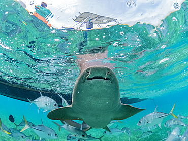 Nurse sharks, Ginglymostoma cirratum, being fed in Hol Chan Marine Preserve, inside the Mesoamerican Barrier Reef, Belize.