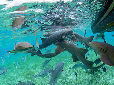 Nurse sharks, Ginglymostoma cirratum, being fed in Hol Chan Marine Preserve, inside the Mesoamerican Barrier Reef, Belize.