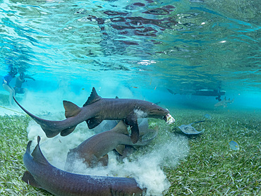 Nurse sharks, Ginglymostoma cirratum, being fed in shark and ray alley, Caye Caulker, Mesoamerican Barrier Reef, Belize.