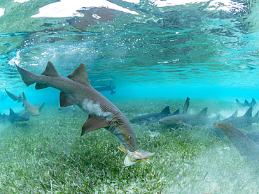 Nurse sharks, Ginglymostoma cirratum, being fed in shark and ray alley, Caye Caulker, Mesoamerican Barrier Reef, Belize.