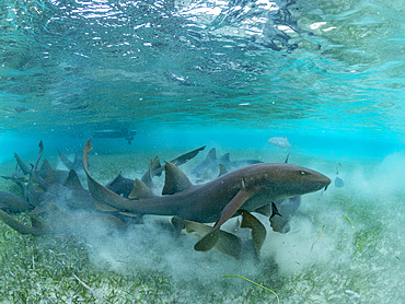 Nurse sharks, Ginglymostoma cirratum, being fed in shark and ray alley, Caye Caulker, Mesoamerican Barrier Reef, Belize.