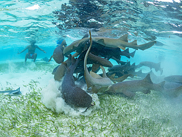 Nurse sharks, Ginglymostoma cirratum, being fed in shark and ray alley, Caye Caulker, Mesoamerican Barrier Reef, Belize.