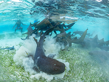 Nurse sharks, Ginglymostoma cirratum, being fed in shark and ray alley, Caye Caulker, Mesoamerican Barrier Reef, Belize.