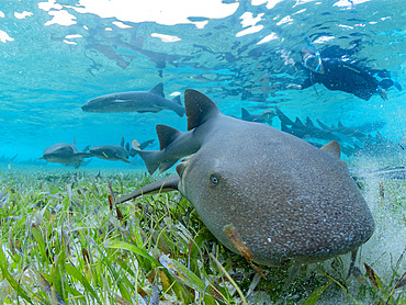 Nurse sharks, Ginglymostoma cirratum, being fed in shark and ray alley, Caye Caulker, Mesoamerican Barrier Reef, Belize.