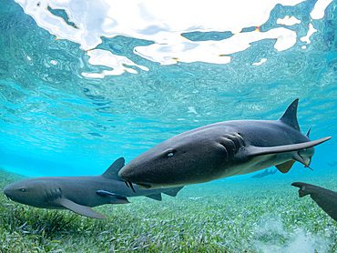 Nurse sharks, Ginglymostoma cirratum, being fed in shark and ray alley, Caye Caulker, Mesoamerican Barrier Reef, Belize.