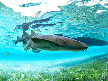 Nurse sharks, Ginglymostoma cirratum, being fed in shark and ray alley, Caye Caulker, Mesoamerican Barrier Reef, Belize.