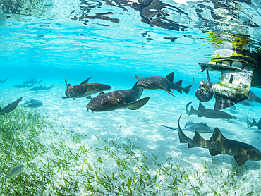 Nurse sharks, Ginglymostoma cirratum, being fed in shark and ray alley, Caye Caulker, Mesoamerican Barrier Reef, Belize.