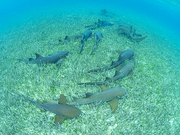 Nurse sharks, Ginglymostoma cirratum, massing in Hol Chan Marine Preserve, inside the Mesoamerican Barrier Reef, Belize.