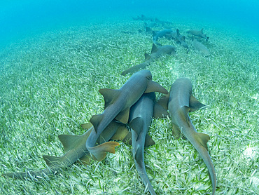 Nurse sharks, Ginglymostoma cirratum, massing in Hol Chan Marine Preserve, inside the Mesoamerican Barrier Reef, Belize.