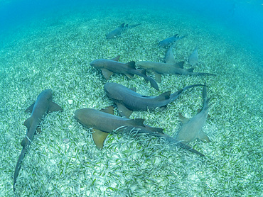 Nurse sharks, Ginglymostoma cirratum, massing in Hol Chan Marine Preserve, inside the Mesoamerican Barrier Reef, Belize.