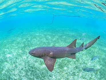 Nurse shark, Ginglymostoma cirratum, on the sand in Hol Chan Marine Preserve, inside the Mesoamerican Barrier Reef, Belize.