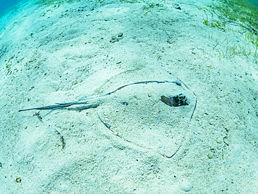 Southern stingray, Hypanus americanus, buried in shark and ray alley, Caye Caulker, Mesoamerican Barrier Reef, Belize.