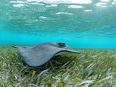 Southern stingray, Hypanus americanus, over sand in shark and ray alley, Caye Caulker, Mesoamerican Barrier Reef, Belize.