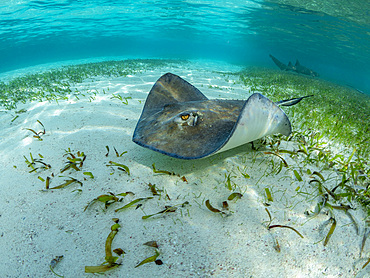 Southern stingray, Hypanus americanus, over sand in shark and ray alley, Caye Caulker, Mesoamerican Barrier Reef, Belize.