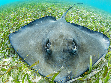 Southern stingray, Hypanus americanus, over sand in shark and ray alley, Caye Caulker, Mesoamerican Barrier Reef, Belize.