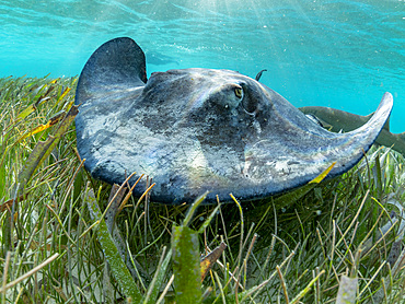 Southern stingray, Hypanus americanus, over sand in shark and ray alley, Caye Caulker, Mesoamerican Barrier Reef, Belize.