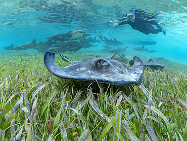 Southern stingray, Hypanus americanus, with snorkeler in shark and ray alley, Caye Caulker, Mesoamerican Barrier Reef, Belize.