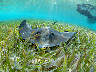 Southern stingray, Hypanus americanus, with snorkeler in shark and ray alley, Caye Caulker, Mesoamerican Barrier Reef, Belize.