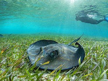 Southern stingray, Hypanus americanus, with snorkeler in shark and ray alley, Caye Caulker, Mesoamerican Barrier Reef, Belize.