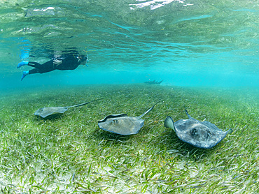 Southern stingray, Hypanus americanus, with snorkeler in shark and ray alley, Caye Caulker, Mesoamerican Barrier Reef, Belize.