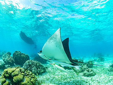 Spotted eagle ray, Aetobatus narinari, in Hol Chan Marine Preserve, inside the Mesoamerican Barrier Reef, Belize.