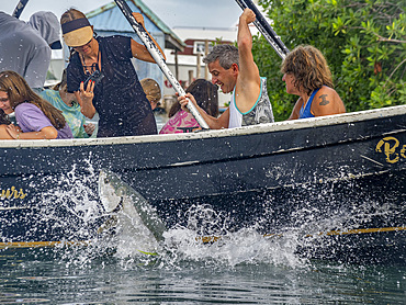 Tourists hand-feeding tarpon, Megalops atlanticus, at feeding station inside the Mesoamerican Barrier Reef, Belize.