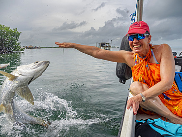 Tourists hand-feeding tarpon, Megalops atlanticus, at feeding station inside the Mesoamerican Barrier Reef, Belize.