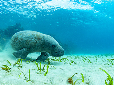 West Indian manatee, Trichechus manatus, on the sand near Caye Caulker, inside the Mesoamerican Barrier Reef, Belize.