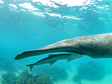 West Indian manatee, Trichechus manatus, with sharksucker, Caye Caulker, inside the Mesoamerican Barrier Reef, Belize.