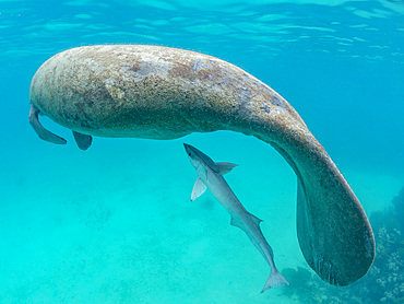 West Indian manatee, Trichechus manatus, with sharksucker, Caye Caulker, inside the Mesoamerican Barrier Reef, Belize.