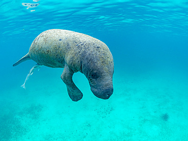 West Indian manatee, Trichechus manatus, on the sand near Caye Caulker, inside the Mesoamerican Barrier Reef, Belize.