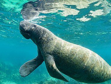 West Indian manatee, Trichechus manatus, on the reef near Caye Caulker, inside the Mesoamerican Barrier Reef, Belize.