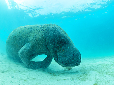 West Indian manatee, Trichechus manatus, on the sand near Caye Caulker, inside the Mesoamerican Barrier Reef, Belize.