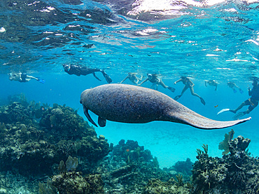 West Indian manate, Trichechus manatus, with snorkelers near Caye Caulker, inside the Mesoamerican Barrier Reef, Belize.