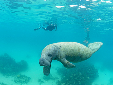 West Indian manate, Trichechus manatus, with snorkelers near Caye Caulker, inside the Mesoamerican Barrier Reef, Belize.