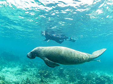 West Indian manate, Trichechus manatus, with snorkeler near Caye Caulker, inside the Mesoamerican Barrier Reef, Belize.