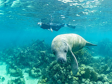 West Indian manate, Trichechus manatus, with snorkeler near Caye Caulker, inside the Mesoamerican Barrier Reef, Belize.