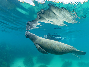 West Indian manate, Trichechus manatus, with snorkeler near Caye Caulker, inside the Mesoamerican Barrier Reef, Belize.