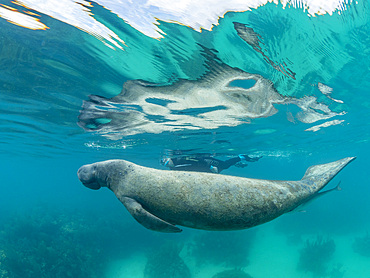 West Indian manate, Trichechus manatus, with snorkeler near Caye Caulker, inside the Mesoamerican Barrier Reef, Belize.