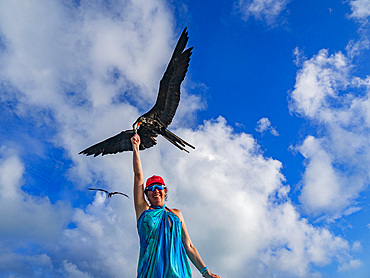 Tourists hand-feeding magnificent frigatebird, Fregata magnificens, at feeding station, Mesoamerican Barrier Reef, Belize.