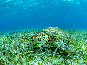 Green sea turtle, Chelonia mydas, feeding on the sand near Caye Caulker, inside the Mesoamerican Barrier Reef, Belize.