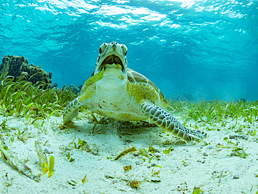 Green sea turtle, Chelonia mydas, feeding on the sand near Caye Caulker, inside the Mesoamerican Barrier Reef, Belize.